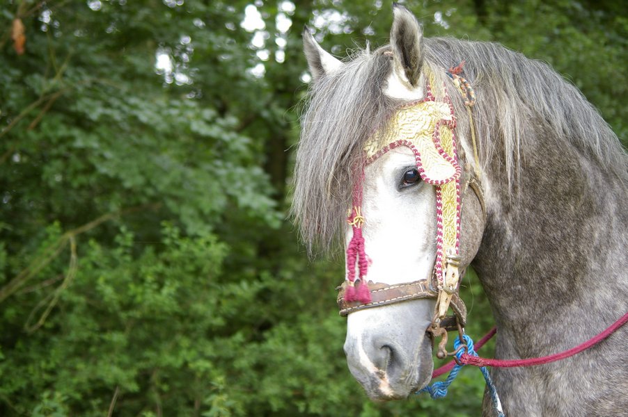 Les chevaux marocains: Les Chevaux Marocains 069